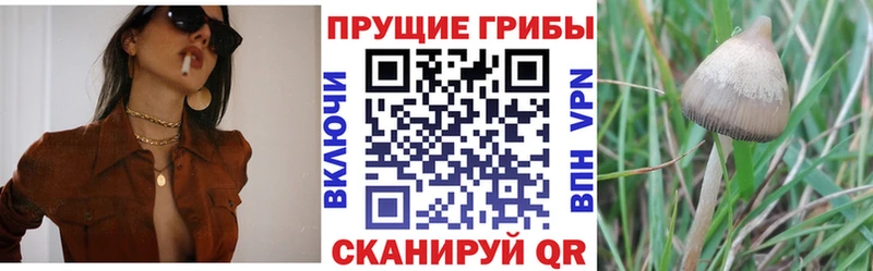 МЕГА ссылка  Правдинск  shop состав  как найти закладки  Галлюциногенные грибы мухоморы 